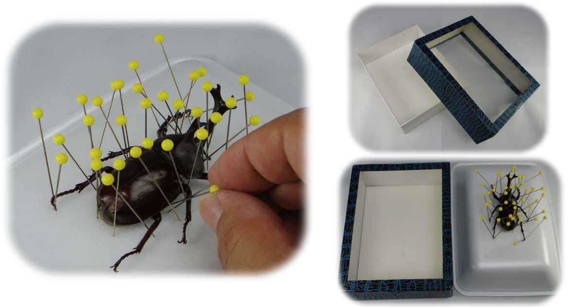 昆虫標本の作り方1 マチ針で固定する方法 Csラボはなかなかだす