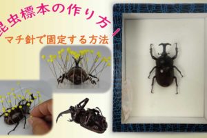 昆虫標本の作り方7 折れた足の補修方法 Csラボはなかなかだす