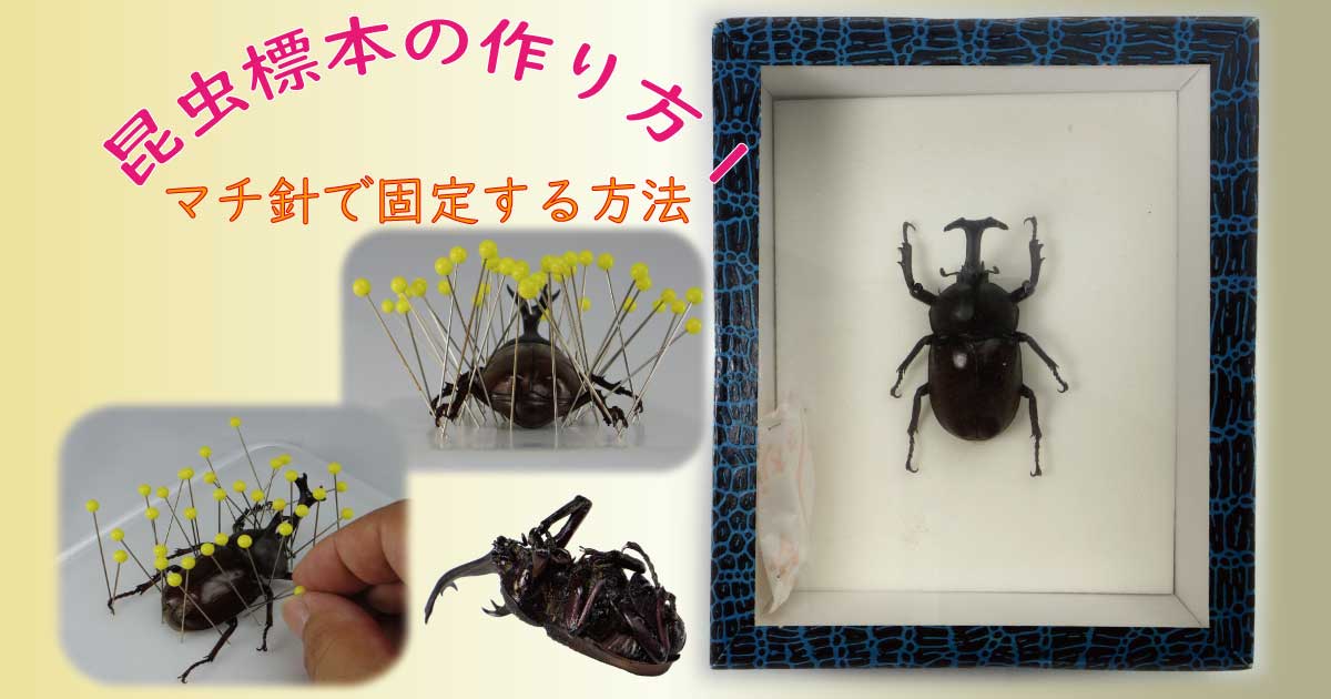 素晴らしい価格 バラ売り無し 昆虫標本セット - 虫類用品 - alrc.asia