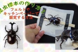 昆虫標本の作り方4 軟化方法 Csラボはなかなかだす