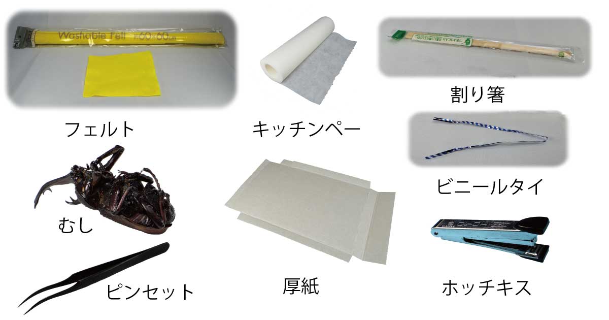 昆虫標本の作り方2 フェルトやキッチンペーパーで固定する方法 Csラボはなかなかだす