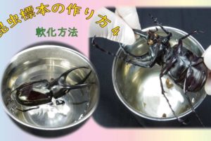 昆虫標本の作り方1 マチ針で固定する方法 Csラボはなかなかだす