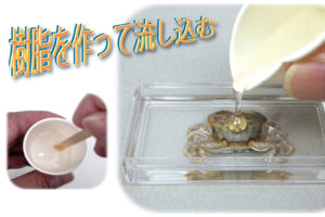 樹脂封入の作り方5 手順4 カニを入れる Csラボはなかなかだす