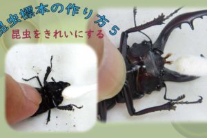 昆虫標本の作り方1 マチ針で固定する方法 Csラボはなかなかだす