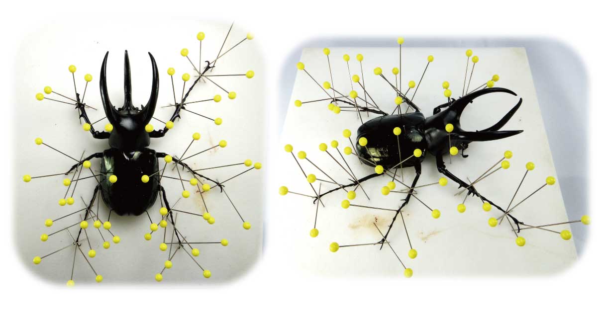 昆虫標本の作り方6 軟化後の展足作業 Csラボはなかなかだす