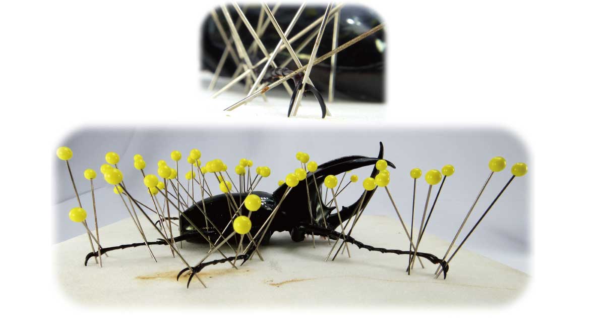昆虫標本の作り方6 軟化後の展足作業 Csラボはなかなかだす