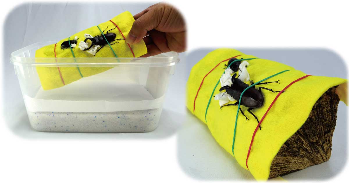 昆虫標本の作り方3 ジオラマ風標本の作り方 その2 Csラボはなかなかだす