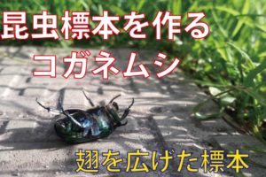 昆虫標本の作り方1 マチ針で固定する方法 Csラボはなかなかだす