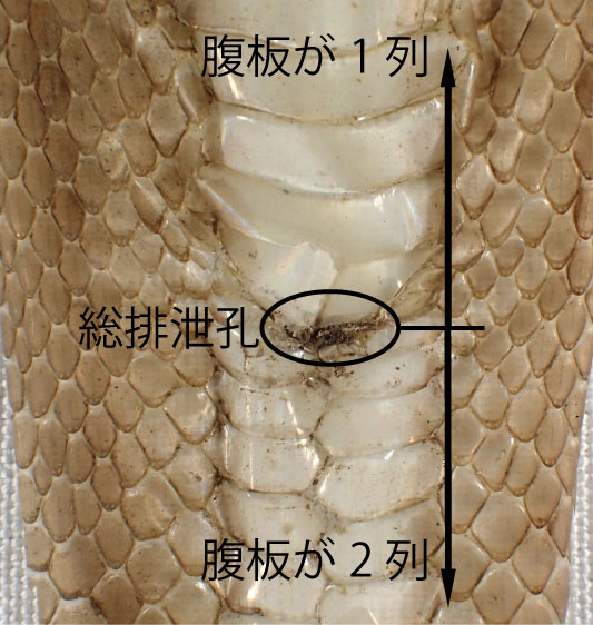 ヘビの抜け殻から わかることがあります 種類 大きさ 尾 裏返し Csラボはなかなかだす
