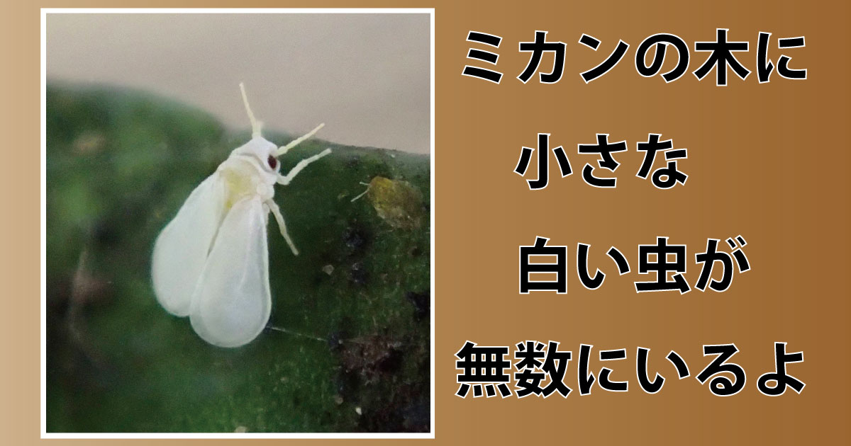画像をダウンロード 白い 虫 小さい 米 虫 白い 小さい