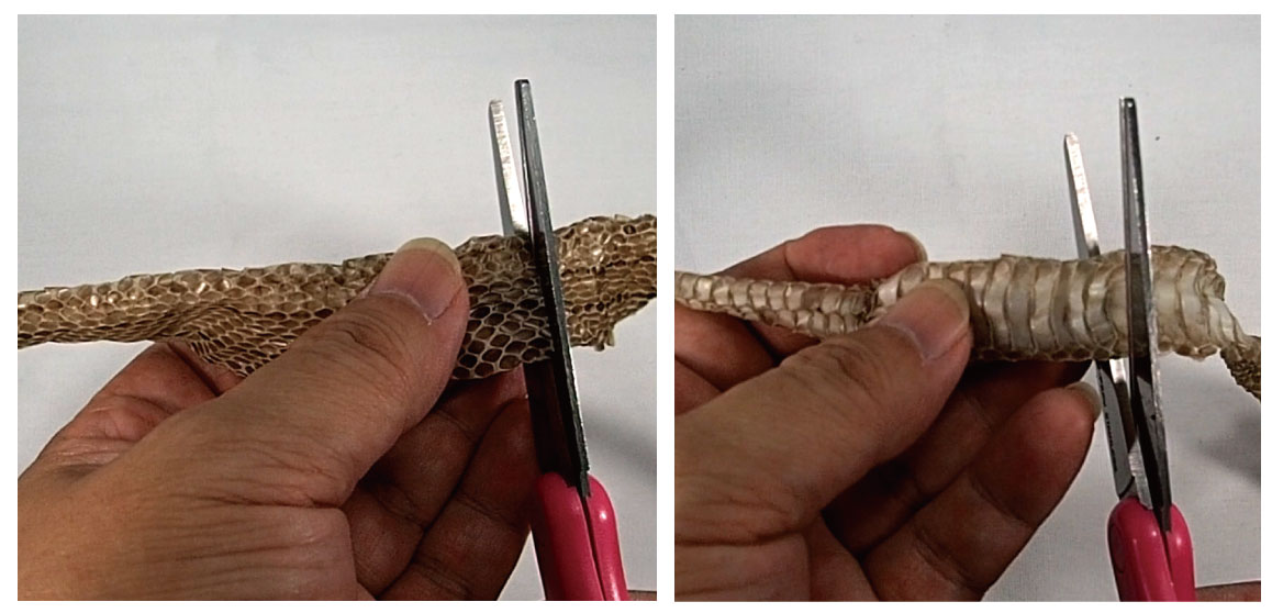 ヘビの抜け殻をラミネート加工する 取り扱いと保管を容易にして観察する - CSラボはなかなかだす。