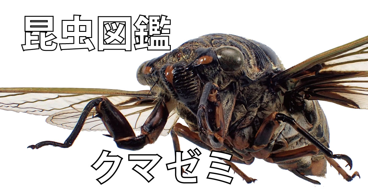 クマゼミ Csラボはなかなかだす