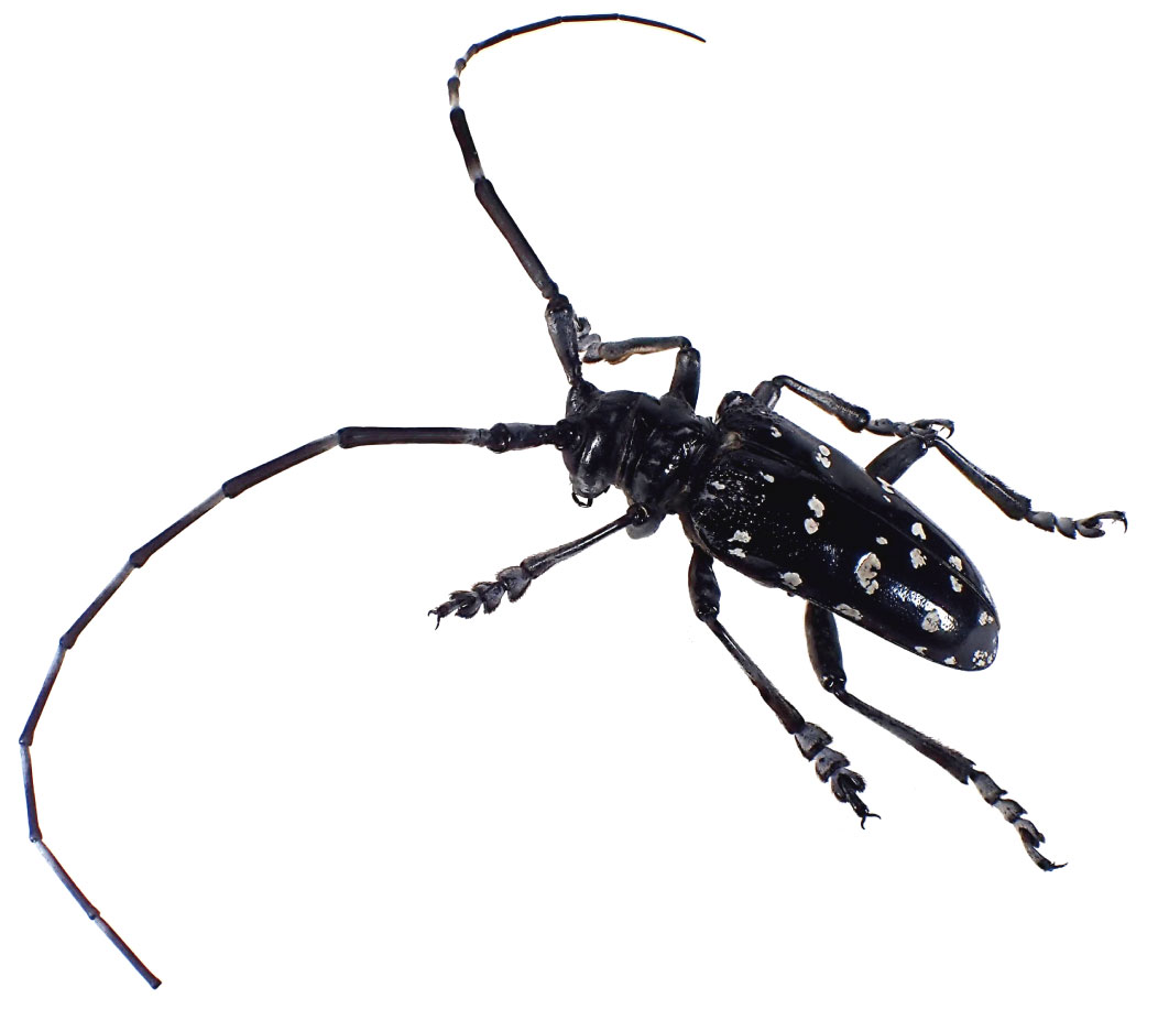 ゴマダラカミキリ Csラボはなかなかだす