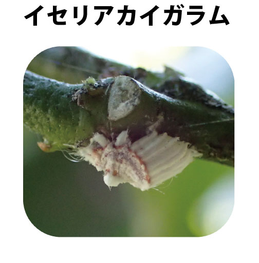 ミカンの木に小さな白い虫が無数にいるよ その2 Csラボはなかなかだす
