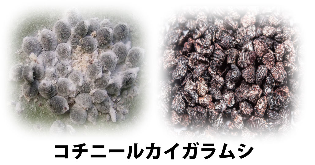 ミカンの木に小さな白い虫が無数にいるよ その2 Csラボはなかなかだす