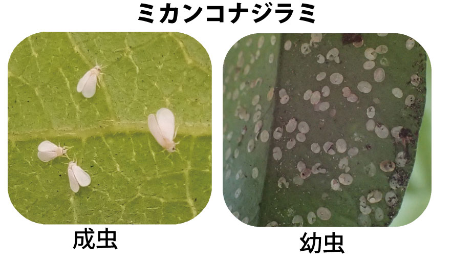 ミカンの木に小さな白い虫が無数にいるよ その2 Csラボはなかなかだす