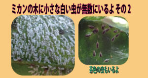 ミカンの木に小さな白い虫が無数にいるよ Csラボはなかなかだす